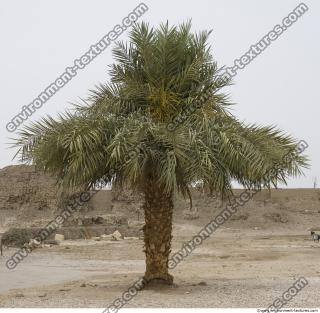 Photo Reference of Palm Tree0002